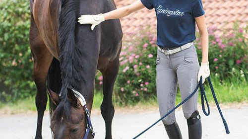 springstar-beginn-der-weidesaison