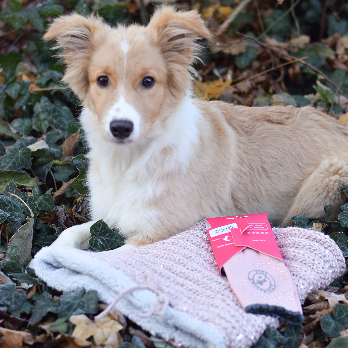geschenkebox reitsocken glitzer springstar rosa loop schal teddy fleece hunde wald blätter welpe