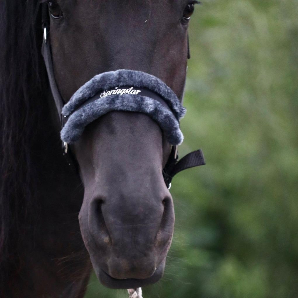 fellhalfter-lammfellhalfter-halfter-ella-black-ediation-springstar-kuscheligeshalfter-halftermitfell-friese-sps (1)