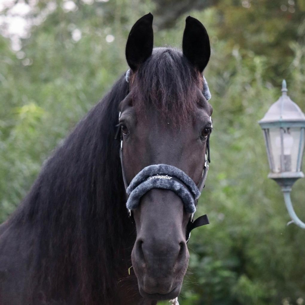 fellhalfter-lammfellhalfter-halfter-ella-black-ediation-springstar-kuscheligeshalfter-halftermitfell-friese-sps (1)