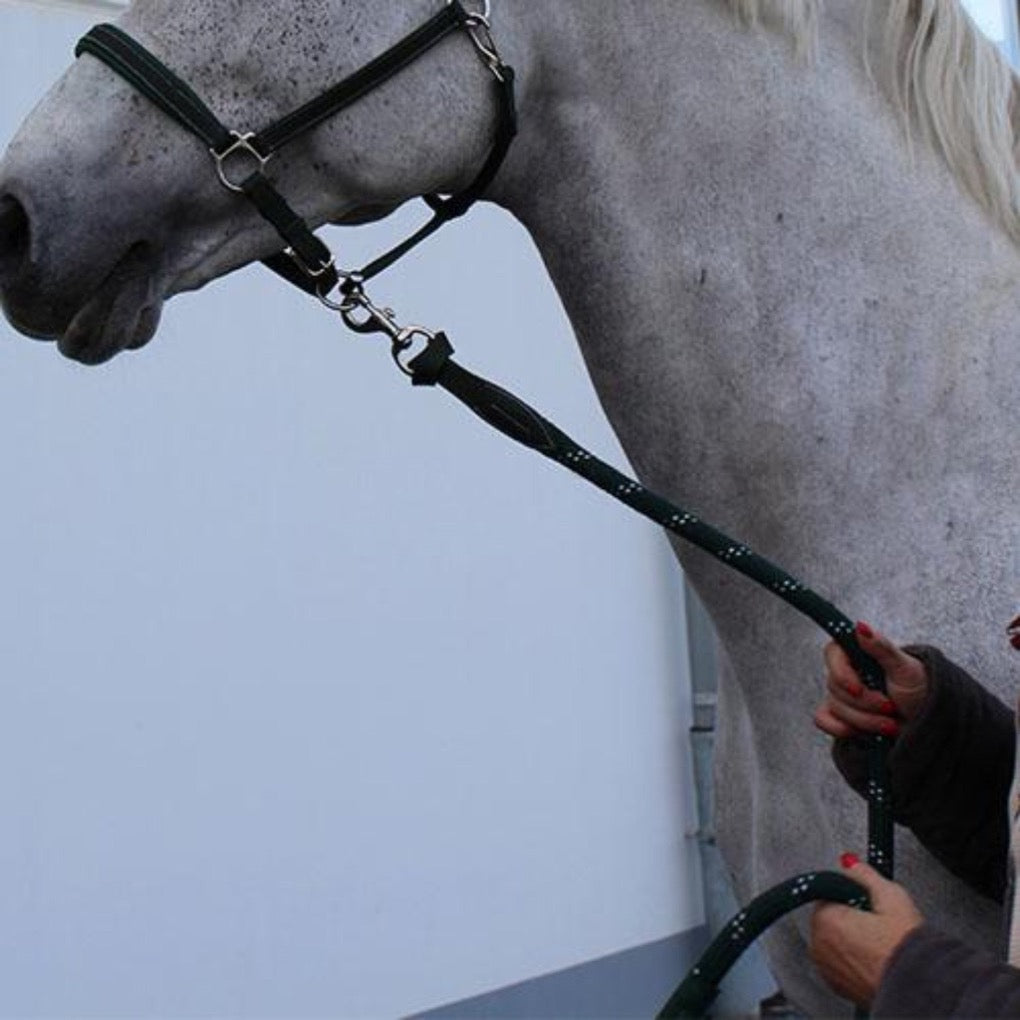 Springstar Set, bunter pferdestrick, lederstrick, lederführstrick, Halfterset, Halfter Set, Halfter und Strick, Strickset, buntes halfterset, pferde, pferdezubehör, pferdehalfter, pferdehalfterset, pferdestrick, führstrick, reitzubehör , baumwoll führstrick