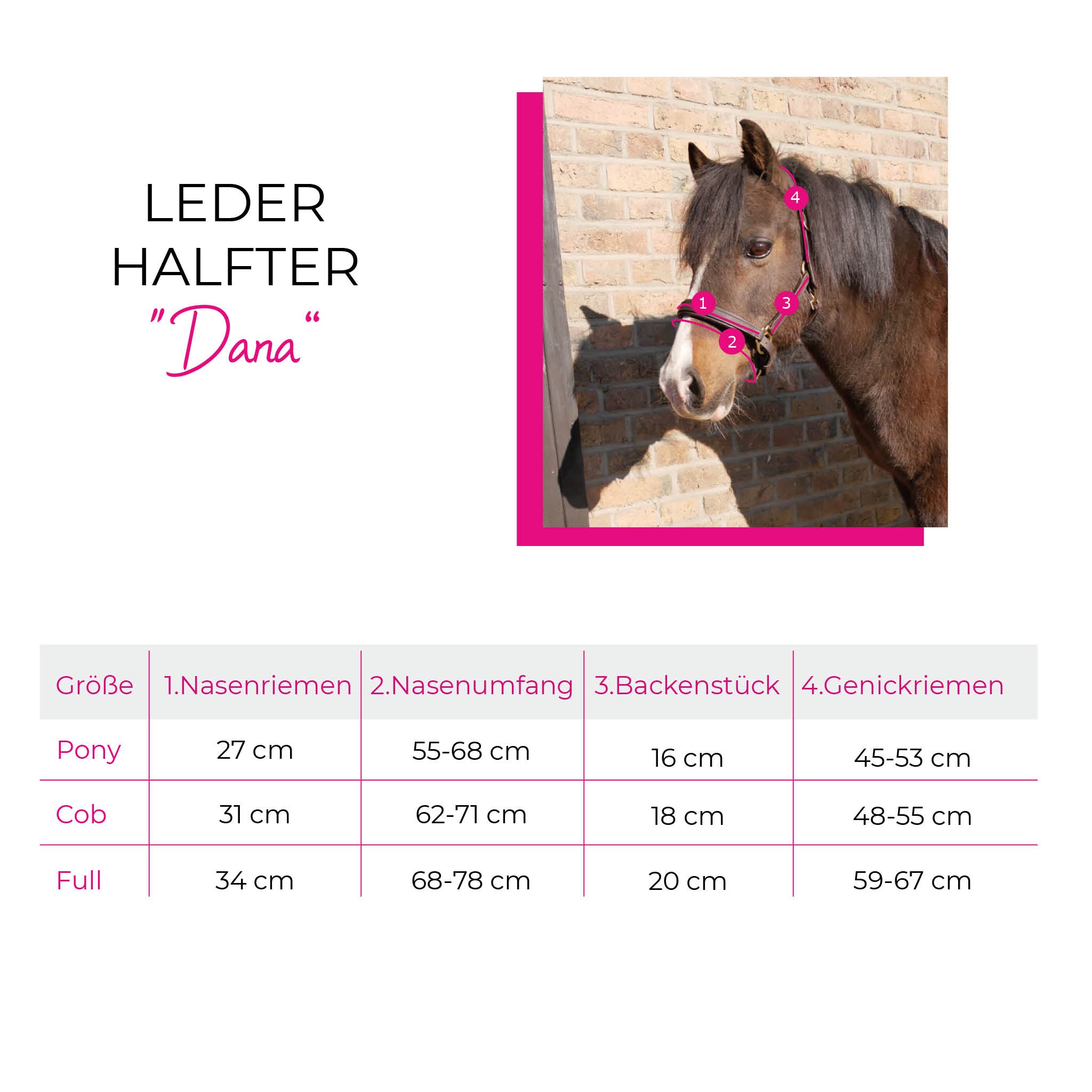 größentabelle, pony, cob, full, lederhalfter,braun,schwarz,dana,toll,verstellbar,hingucker,spooks,springstar,reiten,ritt,ausreiten,draußen,tolle farben,schick