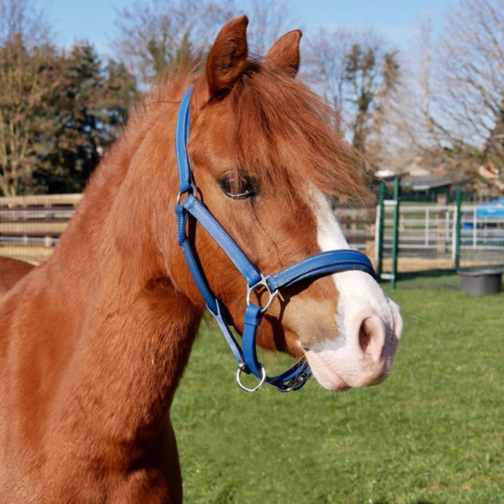lederhalfter grün, echtlederhalfter, springstar, halfter, pferdehalfter, pferdeechtlederhalfter, eskadron halfter, halfter pferd, lederhalfter, pferdehalfter, halfter eskadron, shetty halfter, krämer halfter, halfter pony, lederhalfter, kentucky halfter, springstar, pferdesport, pferde, reitsport, dressur, springreiten