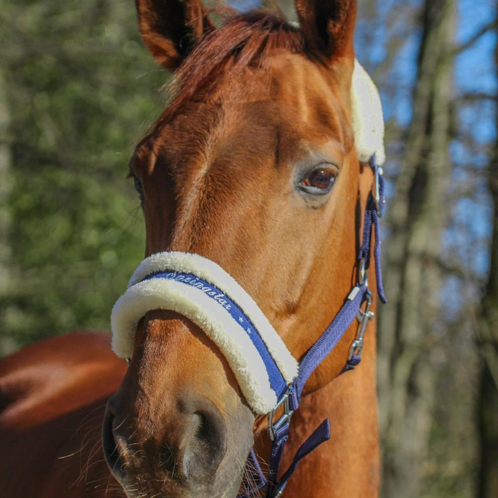 springstar, reitstall, halfter, fellhalfter, halfter mit fell, pikeur halfter, springstar, springstar halfter, pikeur halfter, pferdezubehör, pferd mit fell