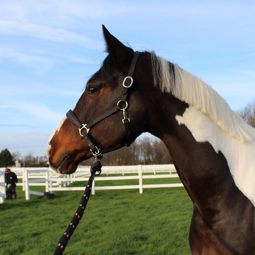 lederhalfter schwarz pferd pony pferdezubehör springstar spooks silber schnalle