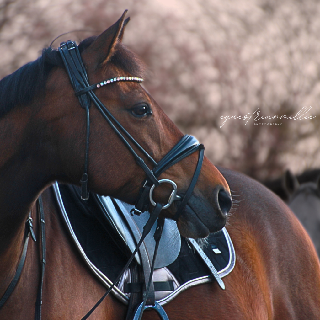 Loesdau Kentucky Spooks Springstar Springstar2048 Reitsport Felix Bühler Schabracke edel elisa bronze bronzefarbend DR Dressur