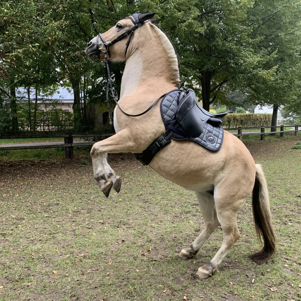 pferd vielseitigkeit schabracke fliegenhaube blau glitzer steigendes pferd fjordpferd