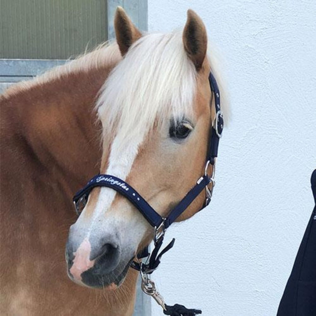halfter dunkelblau sommerhalfter, halfter sommer, pferdehalfter, halfter,pferd, pferde, pony, ponyhalfter, springstar, blaues halfter, günstiges halfter, halfter blau, stoffhalfter, pikeur, pferdezubehör, springstar, eskadron halfter, halfter pferd, pferdehalfter, shetty halfter, pony halfter, warmblut halfter, vollblut halfter, krämer halfter, halfter pony, weidehalfter, nylonhalfter
