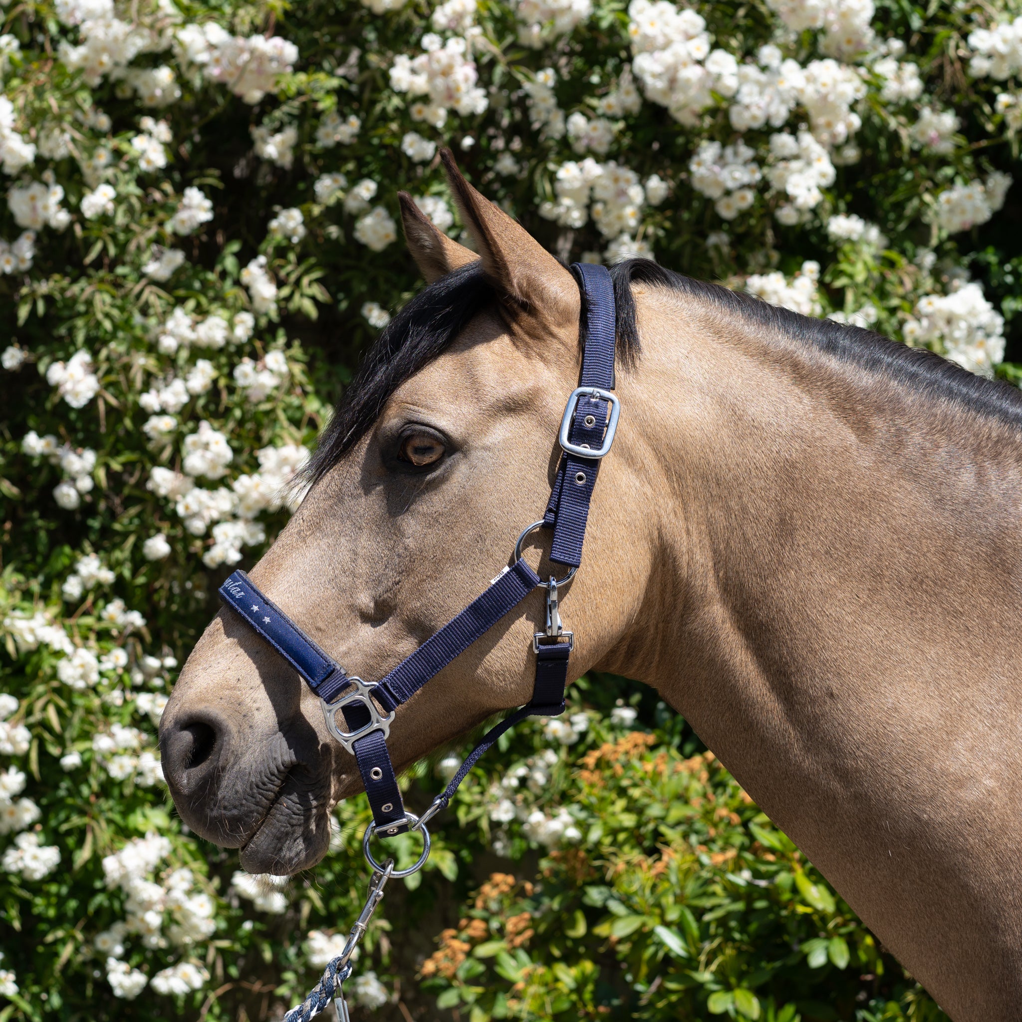 Pferdezubehör, Reitsportzubehör, Reitmode