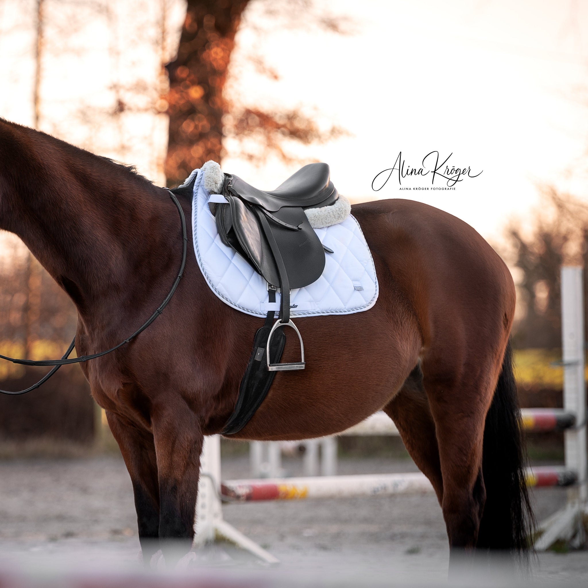 Classic Schabracke Pferd Dressur Springen Vielseitigkeit Eskadron Springstar weiß kariert turnierschabracke springschabracke prestige schabracke