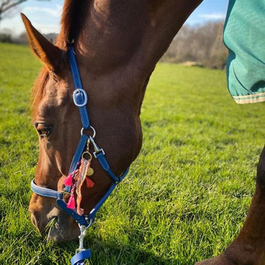 lederhalfter blau, echtlederhalfter, springstar, halfter, pferdehalfter, pferdeechtlederhalfter, eskadron halfter, halfter pferd, lederhalfter, pferdehalfter, halfter eskadron, shetty halfter, krämer halfter, halfter pony, lederhalfter, kentucky halfter, springstar, pferdesport, pferde, reitsport, dressur, springreiten