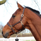 lederhalfter braun pferd pony pferdezubehör braunes halfter spooks springstar gold messing schnalle 