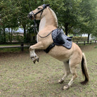 pferd vielseitigkeit schabracke fliegenhaube blau glitzer steigendes pferd fjordpferd 