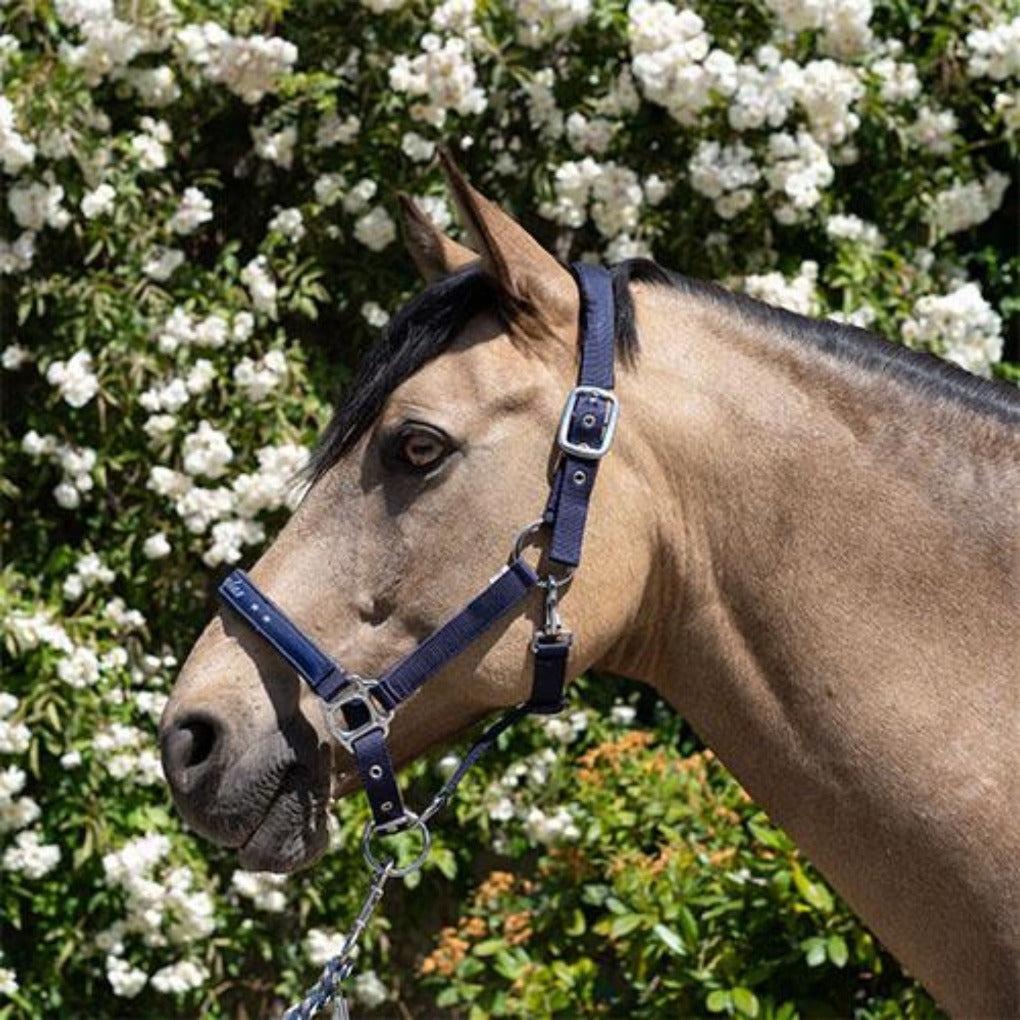 Halfter Pferd dunkelblau – Springstar 2048